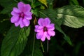 Beautiful Pink impatient flower bloming under sunlight