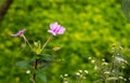 Beautiful impatient flower bloming and wild small flower