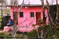 A beautiful pink Indian house behind tree branches.