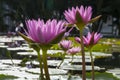 Beautiful pink Indian lotus flowers