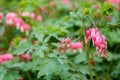 Beautiful pink inflorescence on blurred background