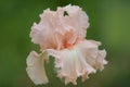 Beautiful pink iris