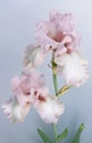 Beautiful pink Iris flower Royalty Free Stock Photo