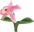 beautiful pink iris flower with large leaves on the stem, vector drawing Royalty Free Stock Photo