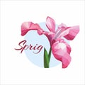 Beautiful pink iris on a soft blue background. the flower is tender and beautiful. illustration in the low poly style