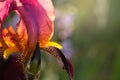 The beautiful pink iris in the sunlight. Royalty Free Stock Photo