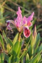Beautiful pink iris Royalty Free Stock Photo