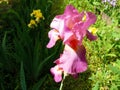 Beautiful pink iris Royalty Free Stock Photo