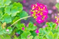 Beautiful pink ivy-leaf geranium flowers (Pelargonium peltatum) on flowerbed. Pelargonium peltatum, also known as ivy-leaf geraniu Royalty Free Stock Photo