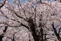 Beautiful pink Japanese Cherry Blossom (Sakura) flowers during springtime on a sunny, bright day Royalty Free Stock Photo