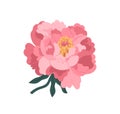 Beautiful pink japanese peony vector flat illustration. Blooming plant isolated on white. Romantic spring or summer