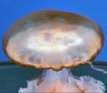 Beautiful pink jellyfish isolated over natural background, marine photography, sea nature Royalty Free Stock Photo