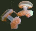 Beautiful pink jellyfish natural background, marine photography, sea nature Royalty Free Stock Photo