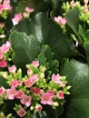 Pink Kalanchoe Flowers