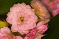 Beautiful Pink Kalanchoe Flower Photographed Indoors Royalty Free Stock Photo