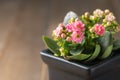 Beautiful pink Kalanchoe flower in small pot Royalty Free Stock Photo