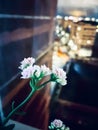 beautiful pink Kalanchoe flowers in focus with a blurry background of a window