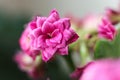 Beautiful pink kalanchoe flowers in the garden. Shallow depth of field. Royalty Free Stock Photo