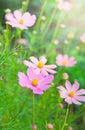 Beautiful pink kosmey flowers on a meadow with a blurred background
