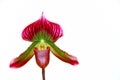 Colorful lady slipper orchid against white background