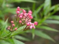 Beautiful pink Lantana camara flower in a spring season at a botanical garden.