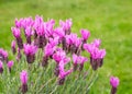 Beautiful pink lavender blossom Royalty Free Stock Photo