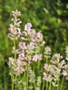 Beautiful pink lavender flowers in garden, Lithuania