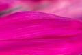 Beautiful pink leaf closeup Royalty Free Stock Photo