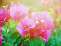 Beautiful pink Lesser Bougainvillea flowers in garden