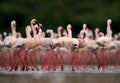 Beautiful pink Lesser Flamingos