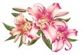 Beautiful pink lilies. Bouquet of flowers. Floral print. Marker drawing.