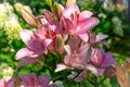 Beautiful pink lilies. garden blossom lily flowers. blooming lily summer outdoor Royalty Free Stock Photo