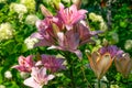 Beautiful pink lilies. garden blossom lily flowers. blooming lily summer outdoor Royalty Free Stock Photo