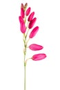 Beautiful pink lilies isolated on white background Royalty Free Stock Photo