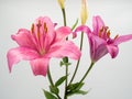 Beautiful pink lilium flower on white background