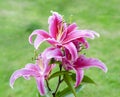 Beautiful Pink Lilly with blurry green grass background, Blooming Stargazer lilly , Pink and white flower