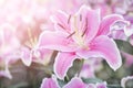 Beautiful pink lilly flower over blurred garden background Royalty Free Stock Photo