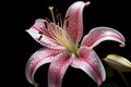 Beautiful Pink lilly. Generate Ai