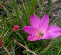 Beautiful pink lily flower blooming in the garden, closeup of petals and pollens, nature photography, gardening background Royalty Free Stock Photo