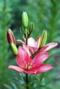 Beautiful pink lily flower growing in the garden Royalty Free Stock Photo