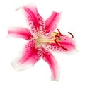 beautiful pink lily flower isolated on white background Royalty Free Stock Photo