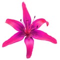 Beautiful pink lily flower isolated on white background Royalty Free Stock Photo
