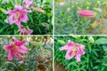 Beautiful pink lily flowers Royalty Free Stock Photo