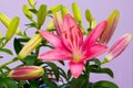 Beautiful pink lily flowers - blossom and buds Royalty Free Stock Photo