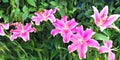 Beautiful pink lily flowers Royalty Free Stock Photo