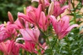 Beautiful pink lily flowers in full bloom close up. Royalty Free Stock Photo