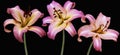 Beautiful pink lily flowers, isolated on black background. Lily Lilium hybrids flower Royalty Free Stock Photo