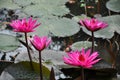 Beautiful pink lily flowers Royalty Free Stock Photo