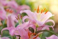 Beautiful pink lily flowers Royalty Free Stock Photo