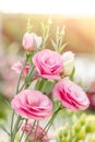 Beautiful pink lisianthus flower Royalty Free Stock Photo